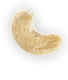 Cashew