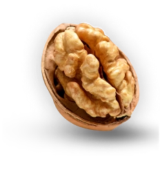 Walnut